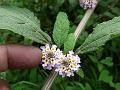 Bushy Lippia